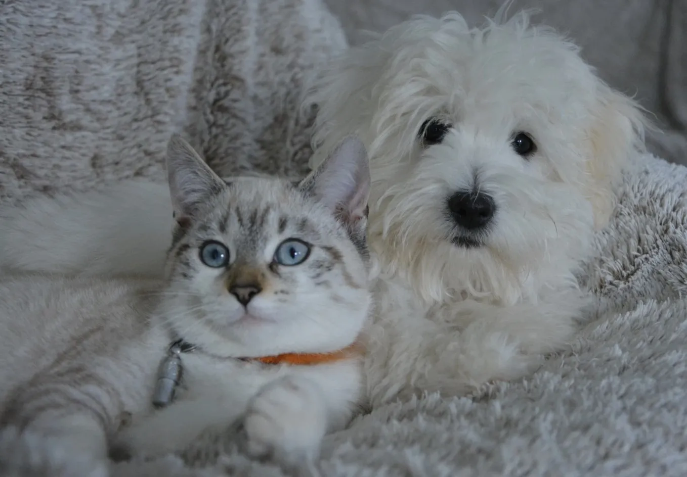 pet sitting