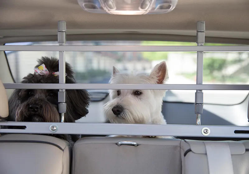 Petego EB K9 Keeper dog guard for Citroen C3 Picasso