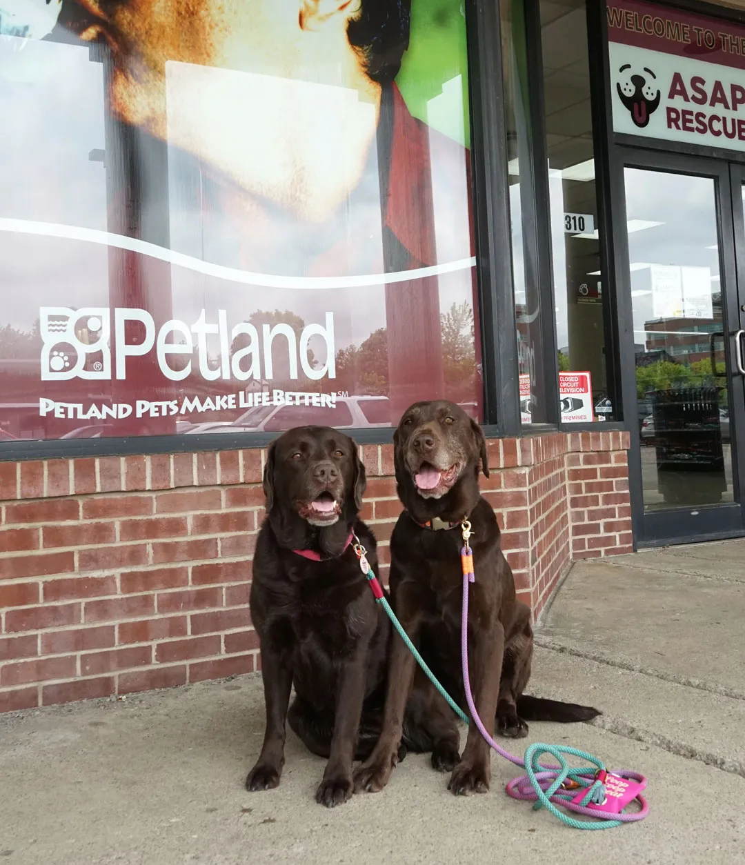 Petland's Stella &amp; Chewy's display