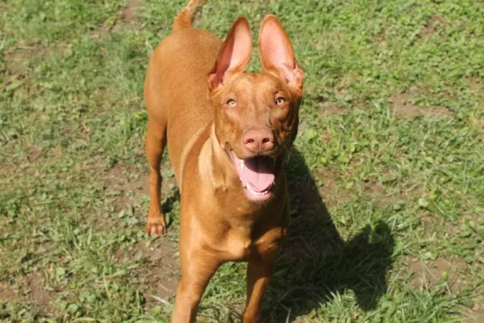 Pharaoh Hound dog with expressive ears