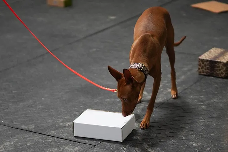 Pharaoh Hound doing scent work.