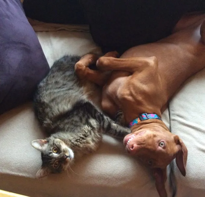 Pharaoh Hound rescue information