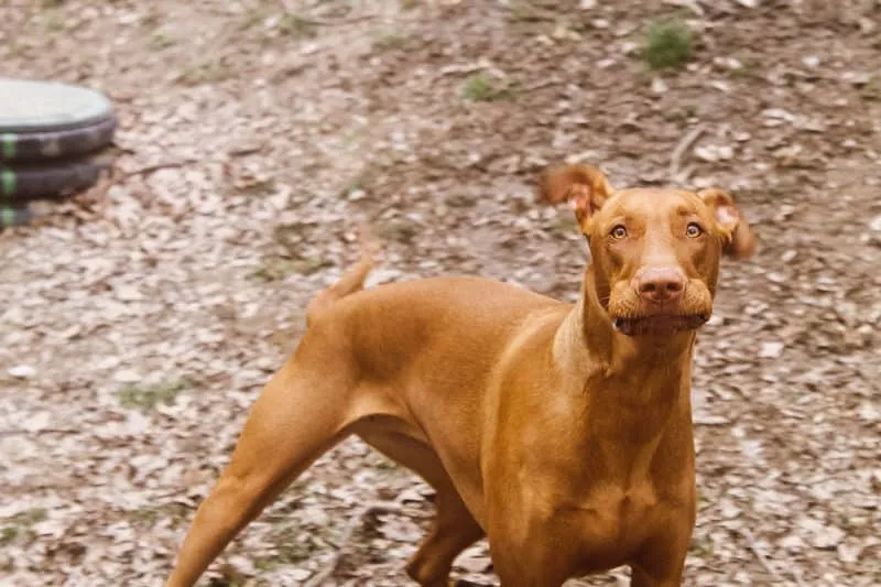 Pharaoh Hounds are both smart & funny!