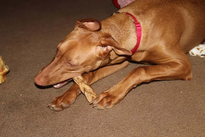 Pharaoh Hound's nails needing trimming