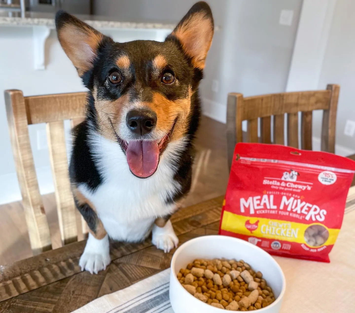 Picky Corgi enjoying freeze-dried raw chicken meal topper in a stainless steel bowl