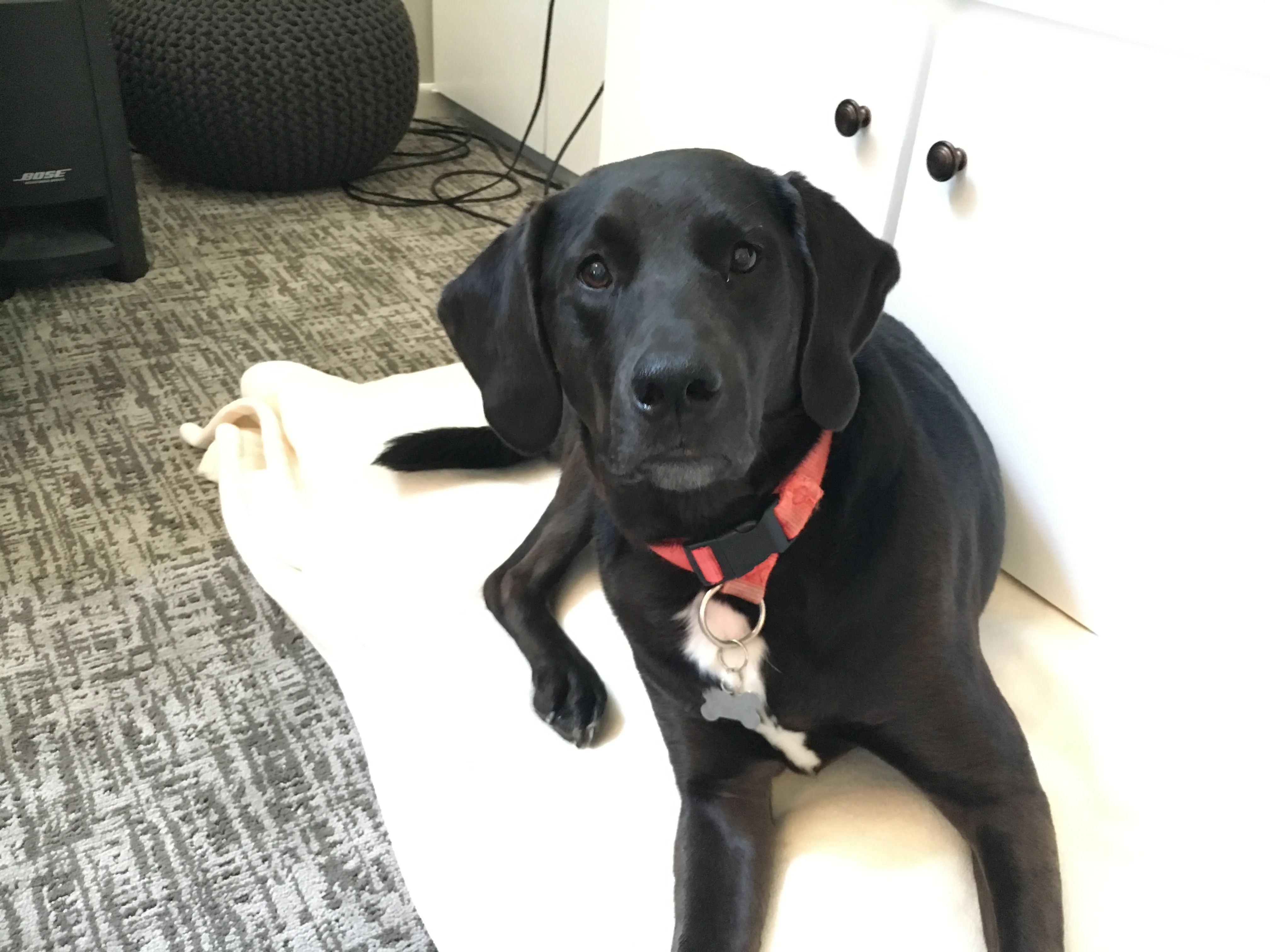 Piper