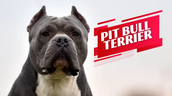 Pit Bull Terrier
