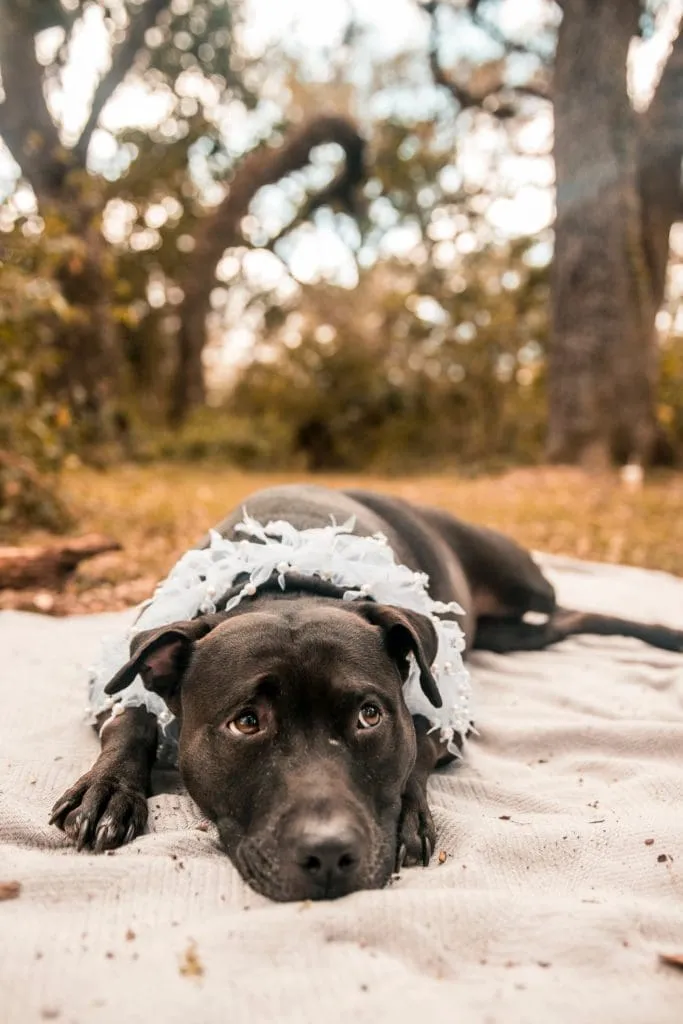 Pitbull puppy looking anxious