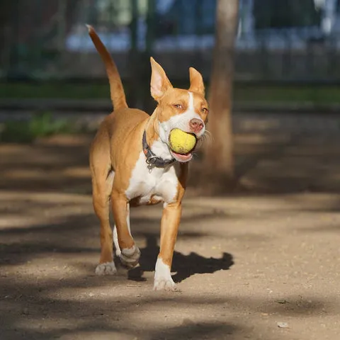 Pitbull puppy running playfully with a small, worn tennis ball in its mouth