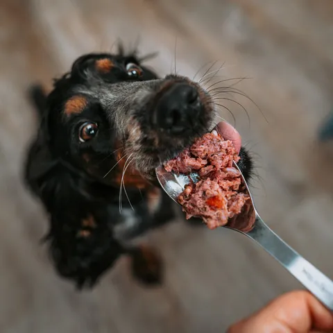 Plain raw dog food in a bowl with a serving spoon