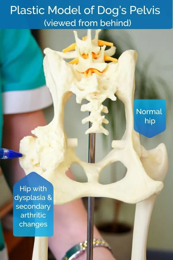 Plastic model of a dog showing normal vs. dysplastic hips
