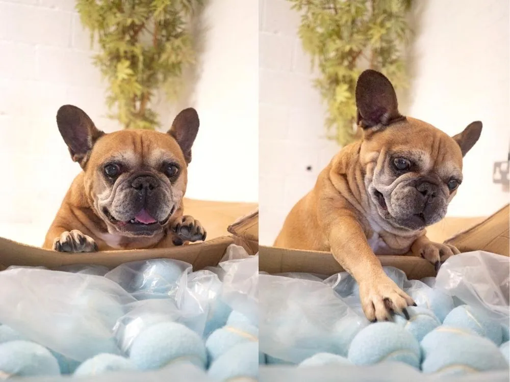 Playful French Bulldog engaging with a variety of dog toys, essential home accessories for mental stimulation in the UK