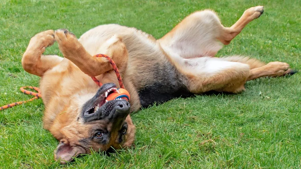 Playful German Shepherd dog