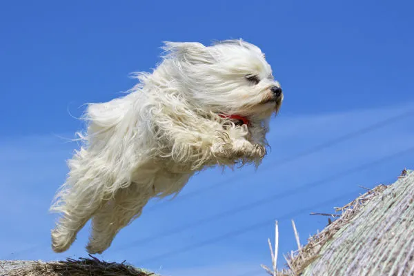 Playful Havanese dog with long, flowing hair