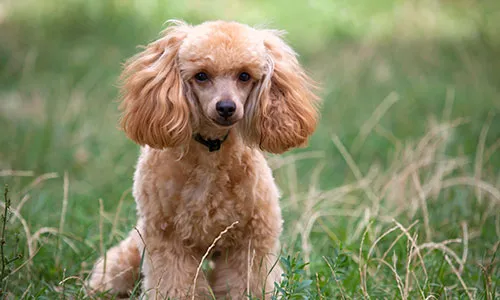 Playful Miniature Poodle, an elegant companion