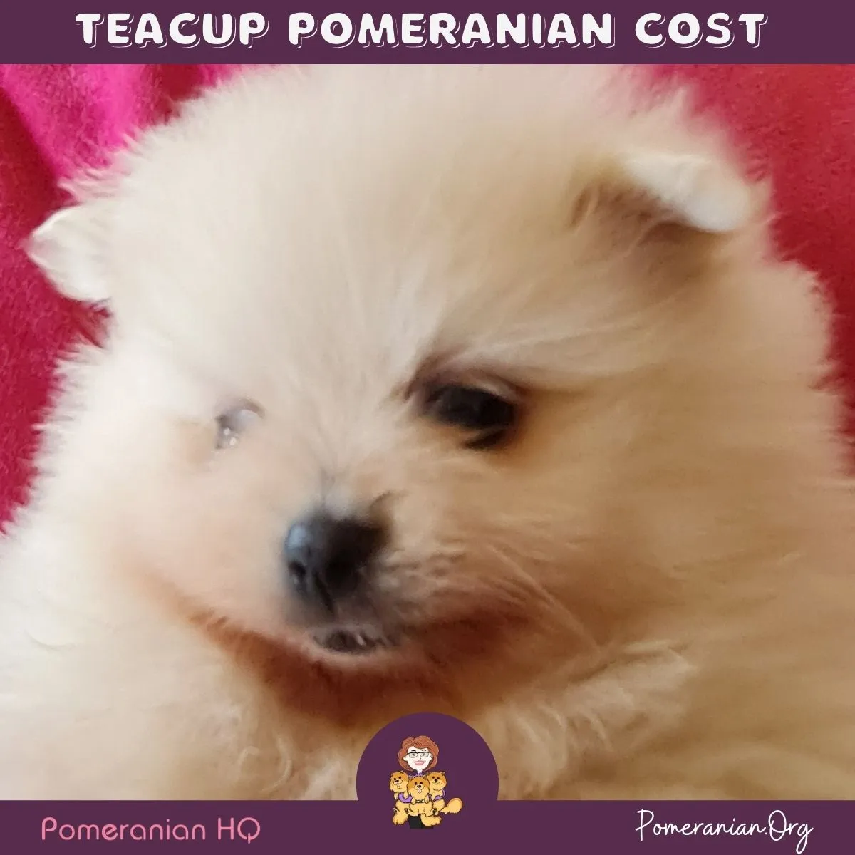 Playful Toy Pomeranian puppy on a wooden floor