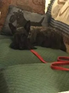 Polly's Heather, a sweet Scottie portrait