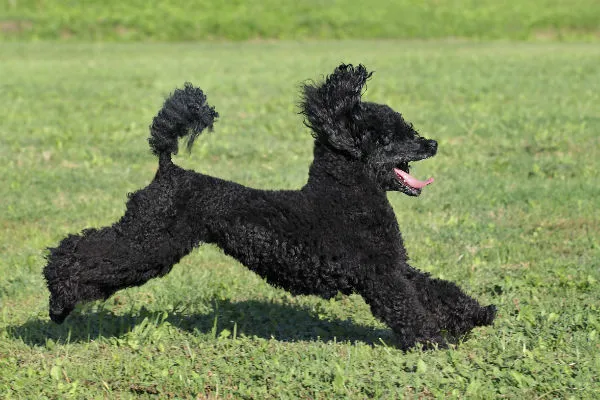 Poodle dog