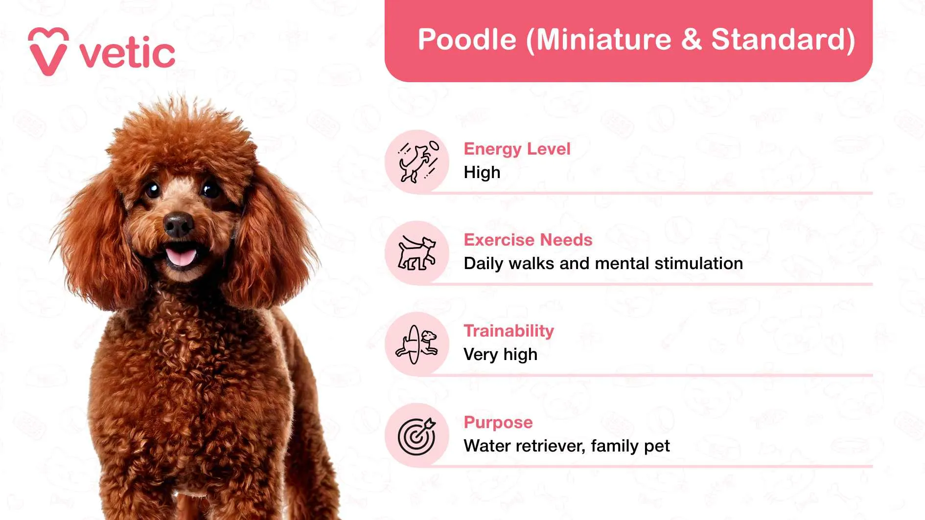 Poodle (Miniature &amp; Standard), celebrated as a family and kid-friendly dog breed in India, for its playful and intelligent demeanor. The Poodle is depicted with a brown, curly coat and a cheerful expression, positioned on the left side of the image. This visual representation highlights their engaging and sociable nature, making them ideal companions for children and families. On the right side, a detailed pink banner at the top reads 
