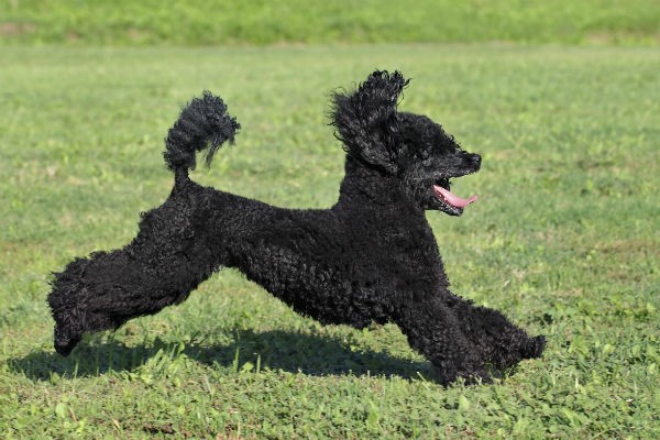 Poodle with a classic poodle cut