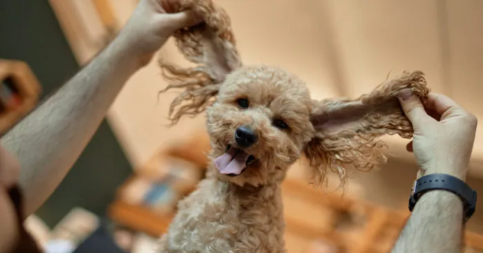 poodle