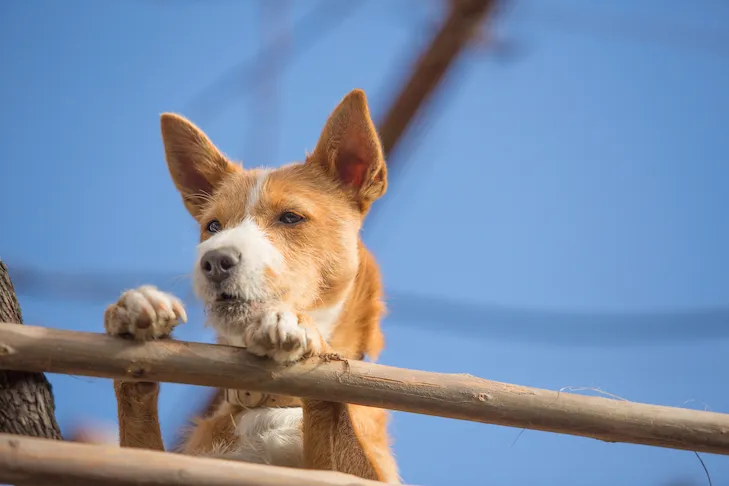 Portuguese Podengo looking over a fence.