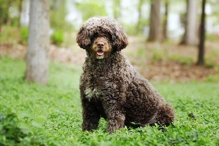 Portuguese Water Dog sitting in the forest, featuring its curly, waterproof, low-shedding coat and alert expression.