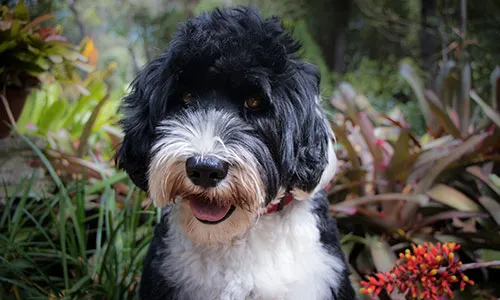 Portuguese Water Dog with curly, dark coat next to water