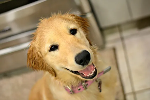 Potty training a Golden Retriever puppy