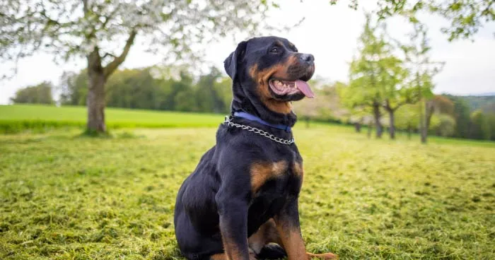 Powerful Rottweiler with a focused expression
