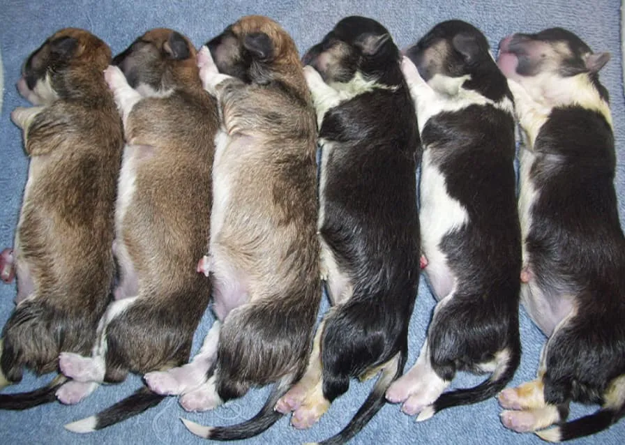 Pregnant dog