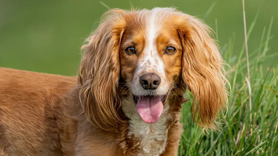 Probiotics for Dogs with Colitis - Natural Supplement for Digestive Issues