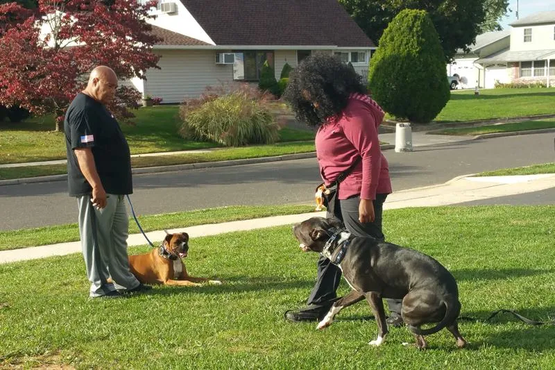 Professional dog trainer demonstrating behavior modification techniques with a dog