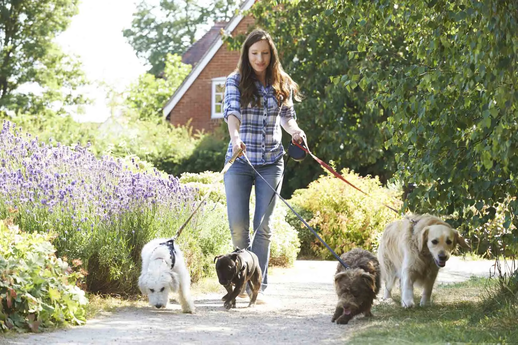 Professional dog walker with four dogs on a trail