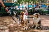 Professional dog walker with four dogs on leads, enjoying a sunny day outdoors.
