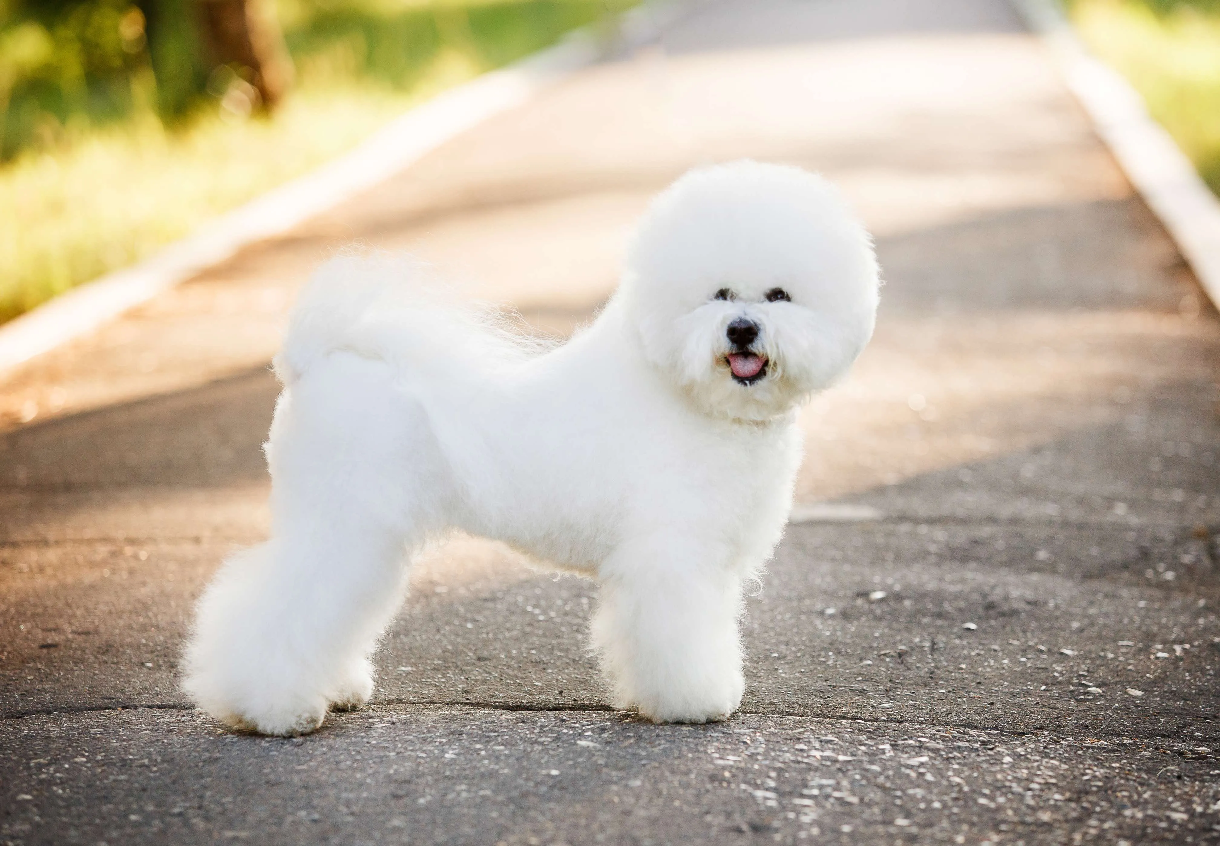Profile of a white, fluffy Bichon Frise with a cheerful expression
