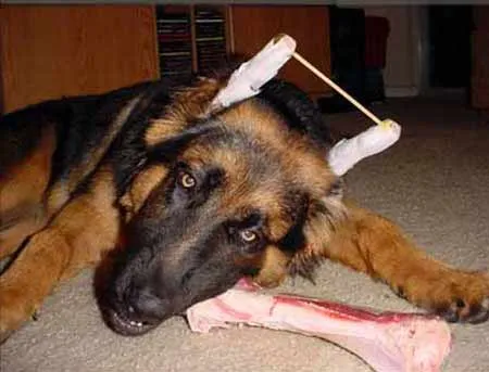 Properly taped ear of a young German Shepherd puppy using thin surgical tape and foam, demonstrating the method described for supporting ear development in German Shepherd puppies.