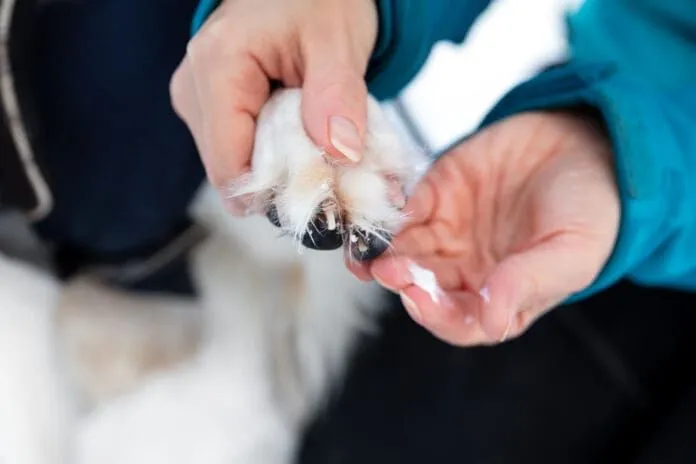 Protecting dog paws with the best paw moisturizer to prevent dryness and cracking from environmental factors.