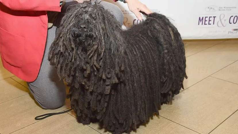 Puli dog with characteristic corded 'dreadlock' coat, an energetic breed that requires intensive grooming