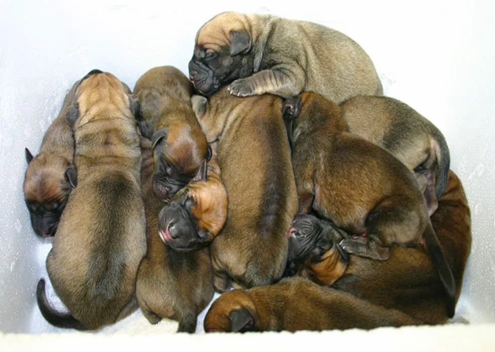 Puppies