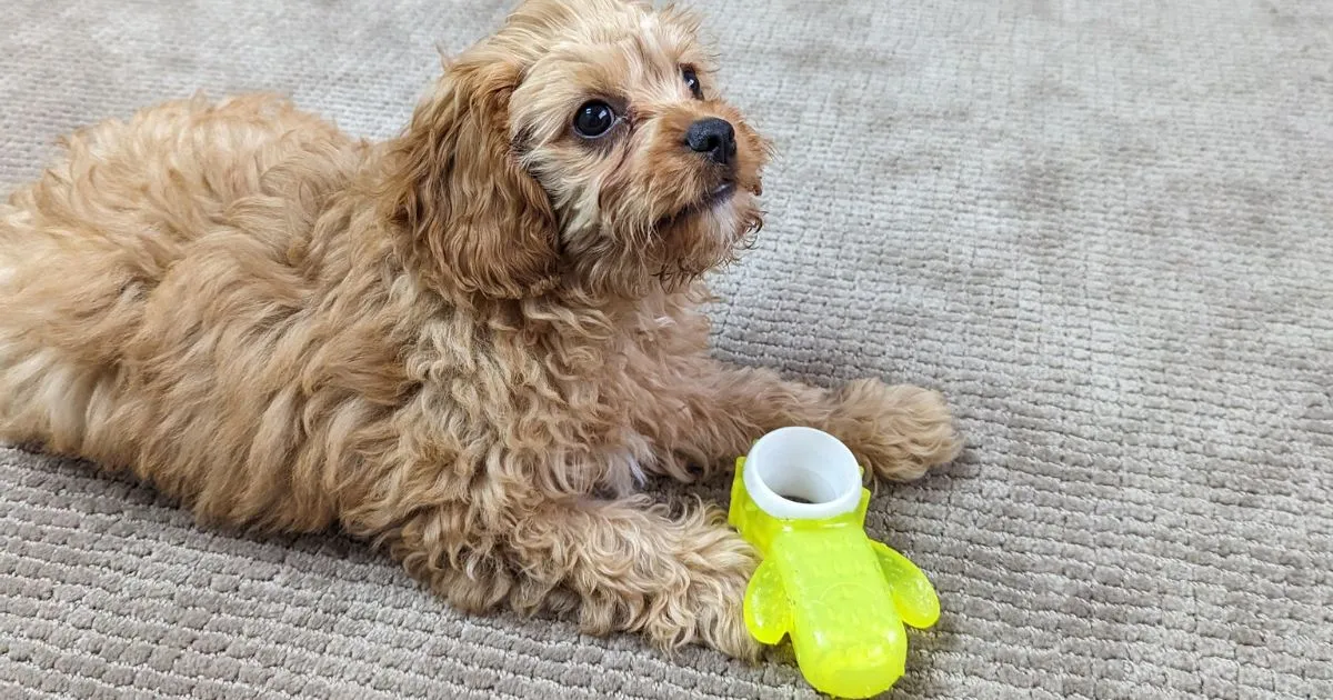 Puppy chew toy for teething