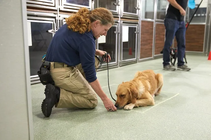 puppy-training