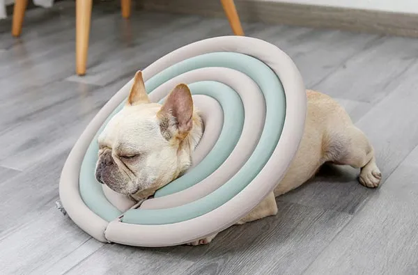Puppy wearing a soft cone collar