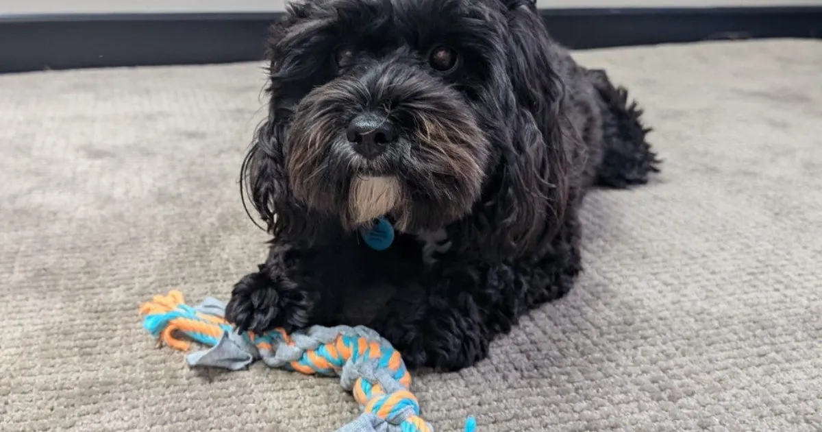 Puppy with a rope toy