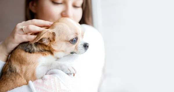 Puppy worm prevention advice