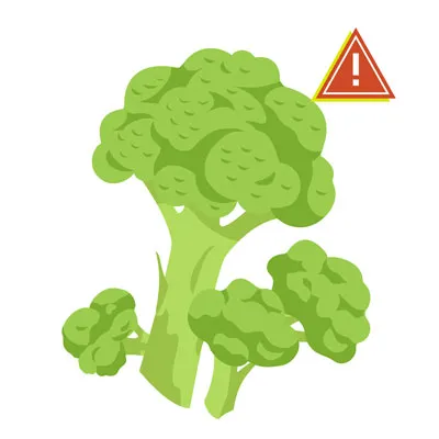 Raw broccoli florets