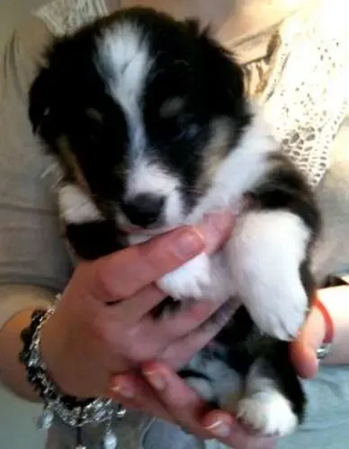 Razzle is proud of the fact that he can fit into the palm of your hand. Although he notes that, as he grows, he will require a series of increasingly larger hands.