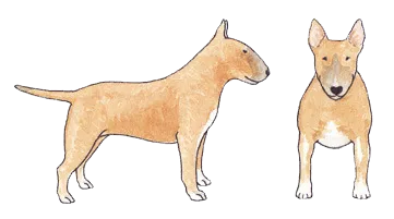 Red and white Bull Terrier