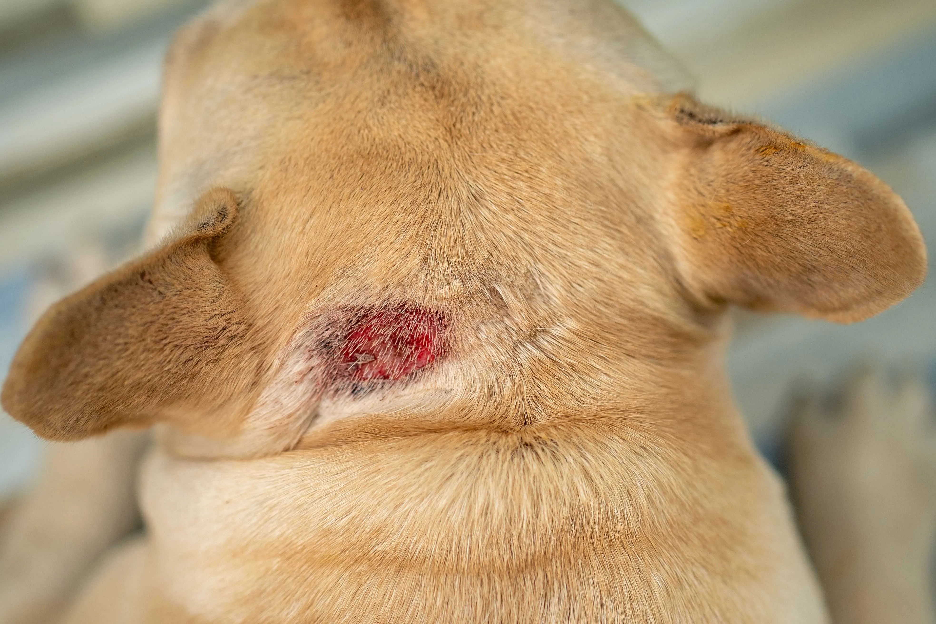 Red hot spot on a dog's skin