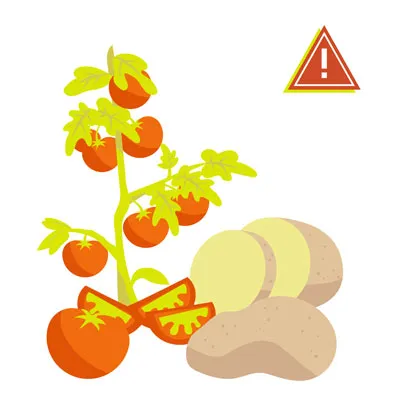 Red tomatoes and raw potatoes on a wooden surface
